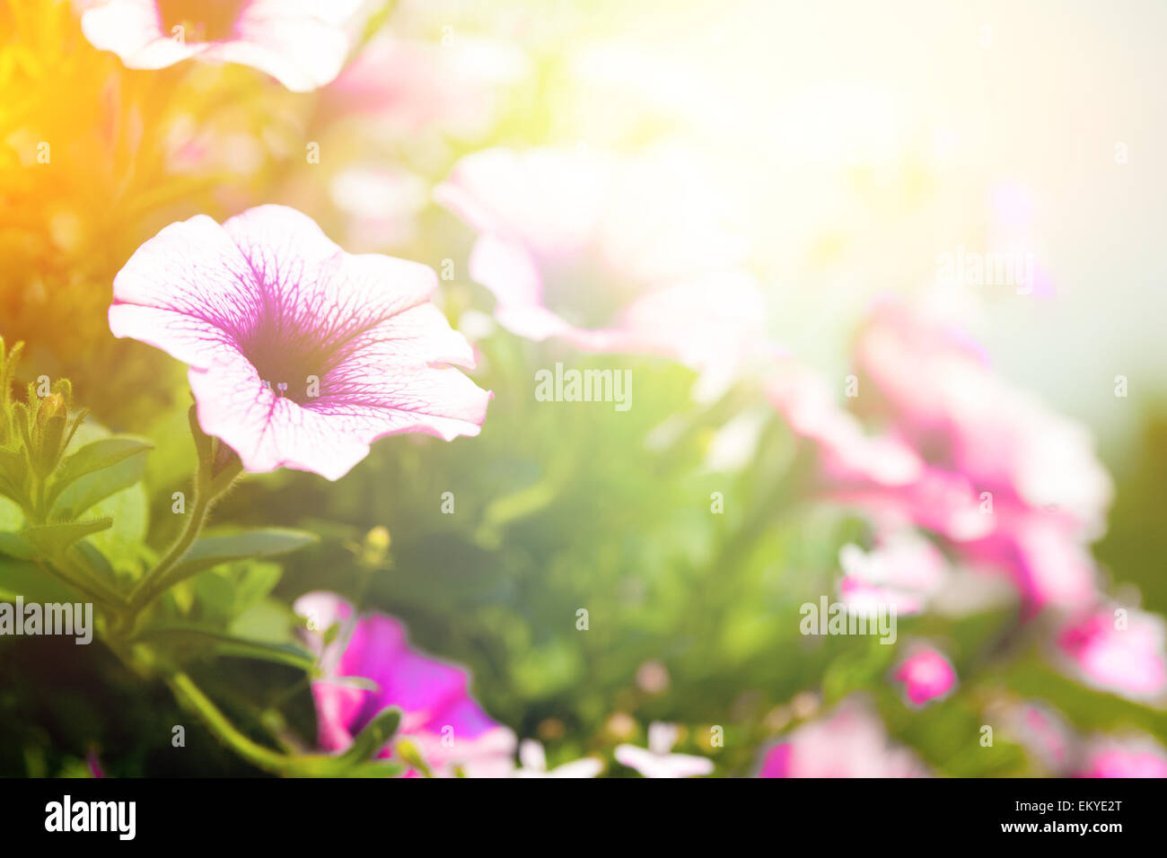 Belle fleur et feuilles contexte en jolies couleurs dans le soleil du soir Banque D'Images