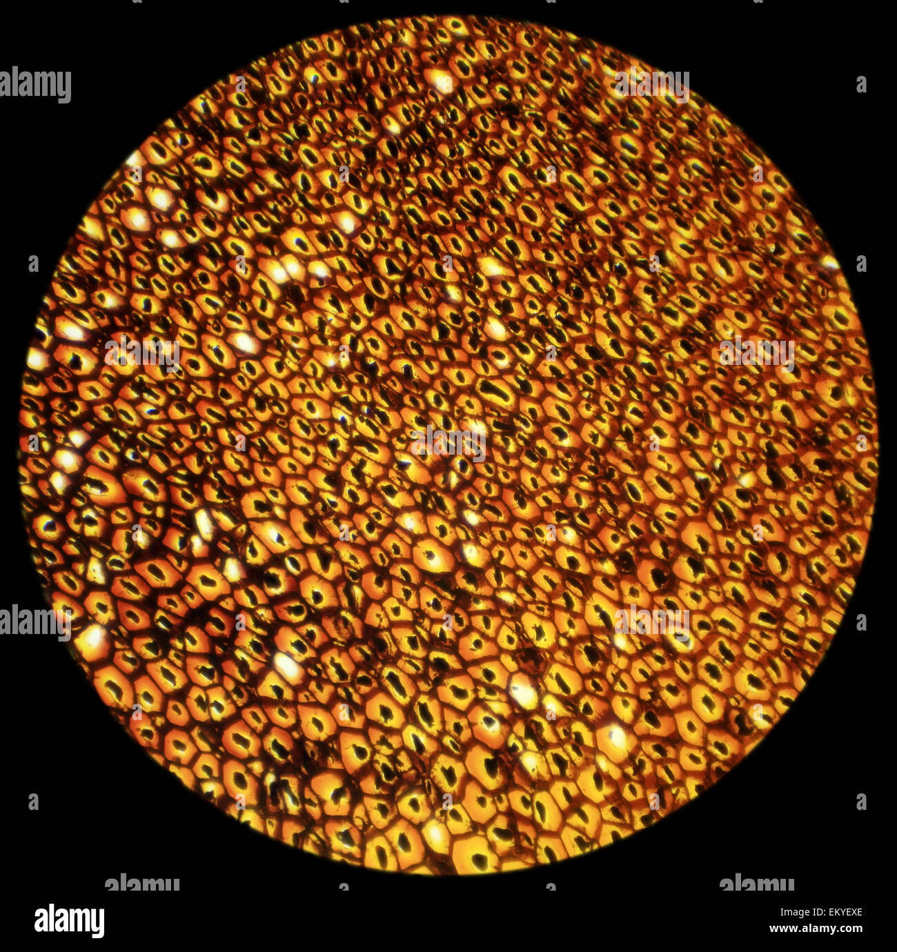 Les plasmodesmes tranche sous le microscope, Plasmodesma (Sec.) 100x Banque D'Images