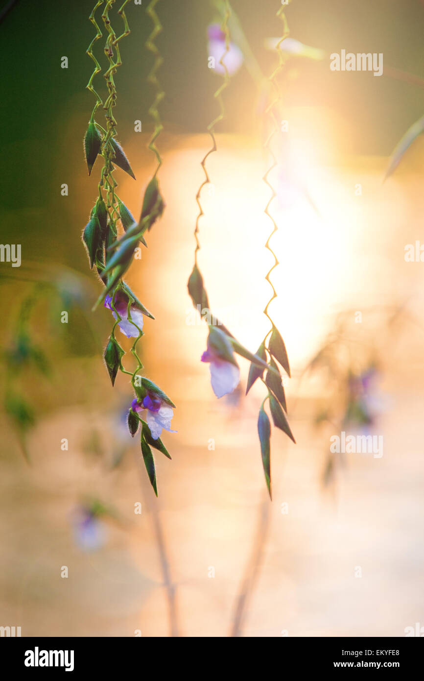 Belle fleur et feuilles contexte en jolies couleurs dans le soleil du soir Banque D'Images