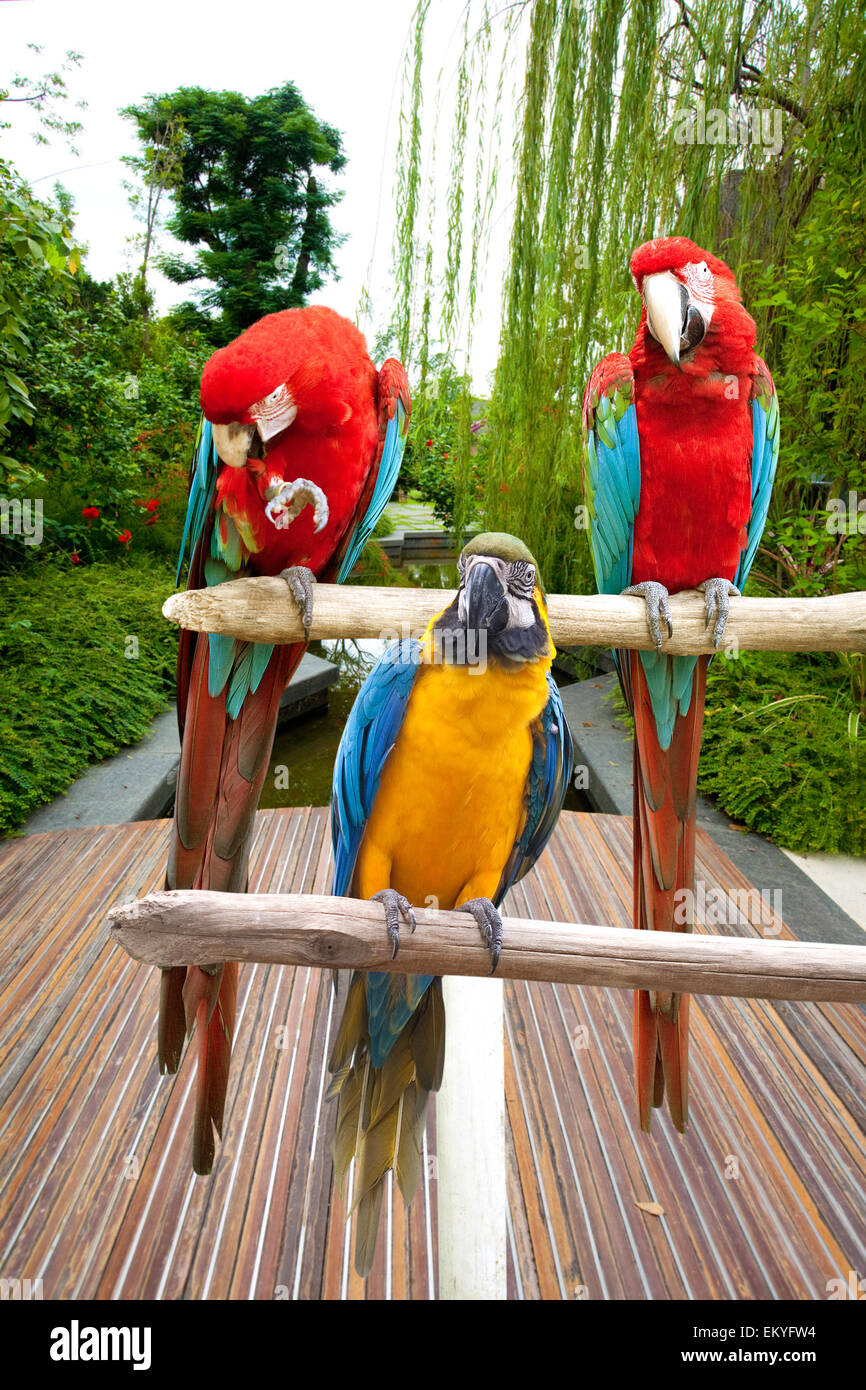 Trois belles rouge, bleu et jaune ara perché sur un post en bois par le jardin tropical Banque D'Images