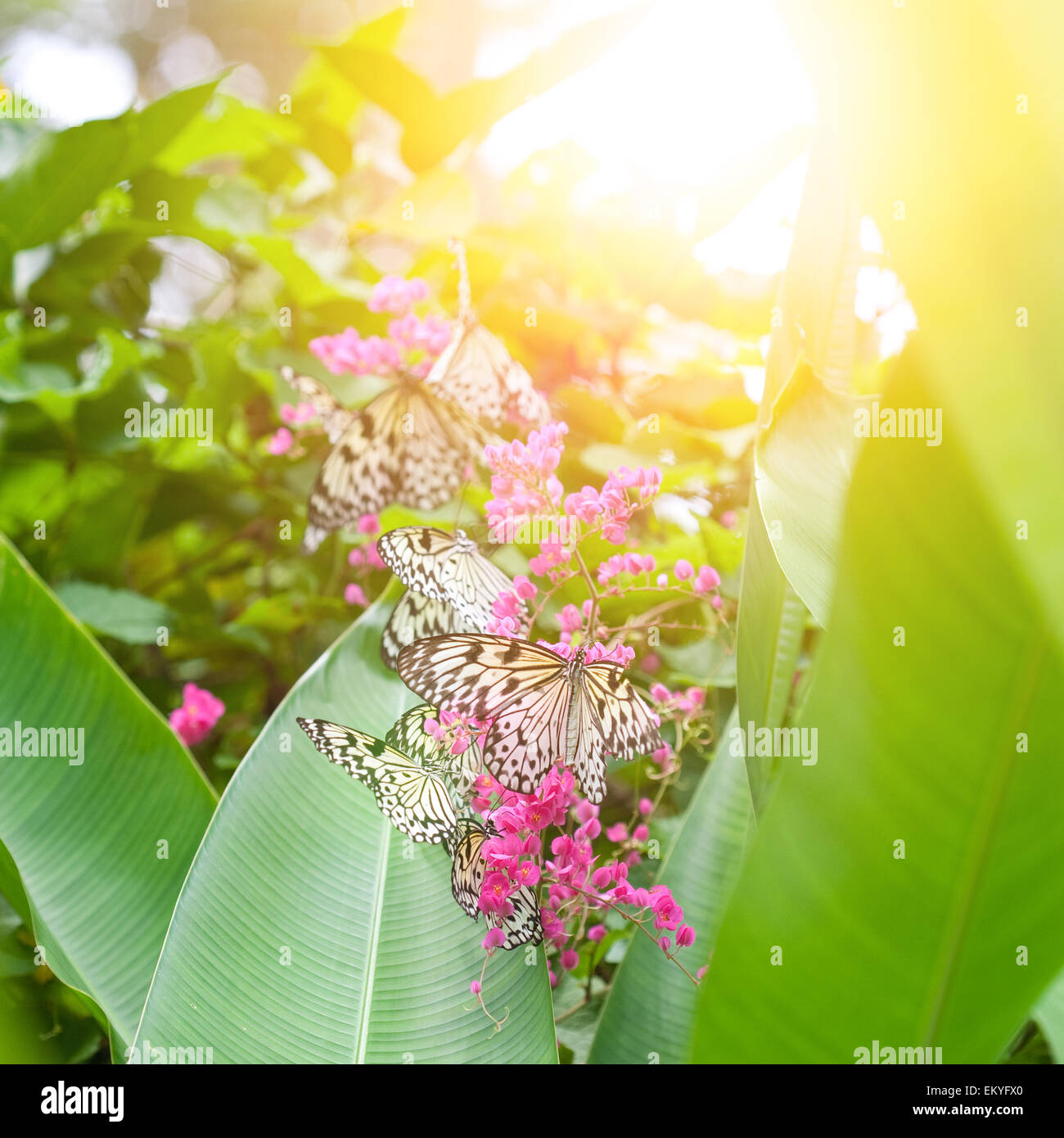 Du beau papier papillons kite (nymphe des arbres) et recueillir le nectar des fleurs roses contre le soleil du soir Banque D'Images