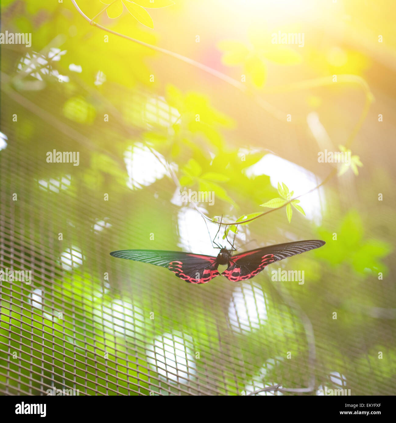 Scarlet mormon papilio rumanzovia ( papillon ) reposant sur une ficelle dans le soleil du soir Banque D'Images