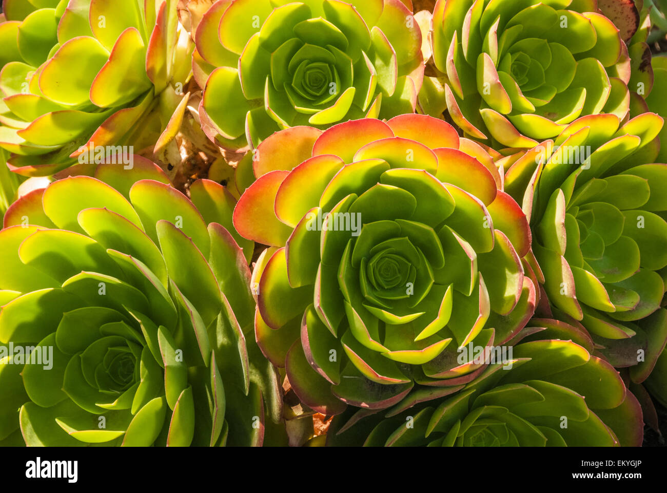 Belles rosettes Echeveria dans Racho Palos Verdes, California, USA. Banque D'Images