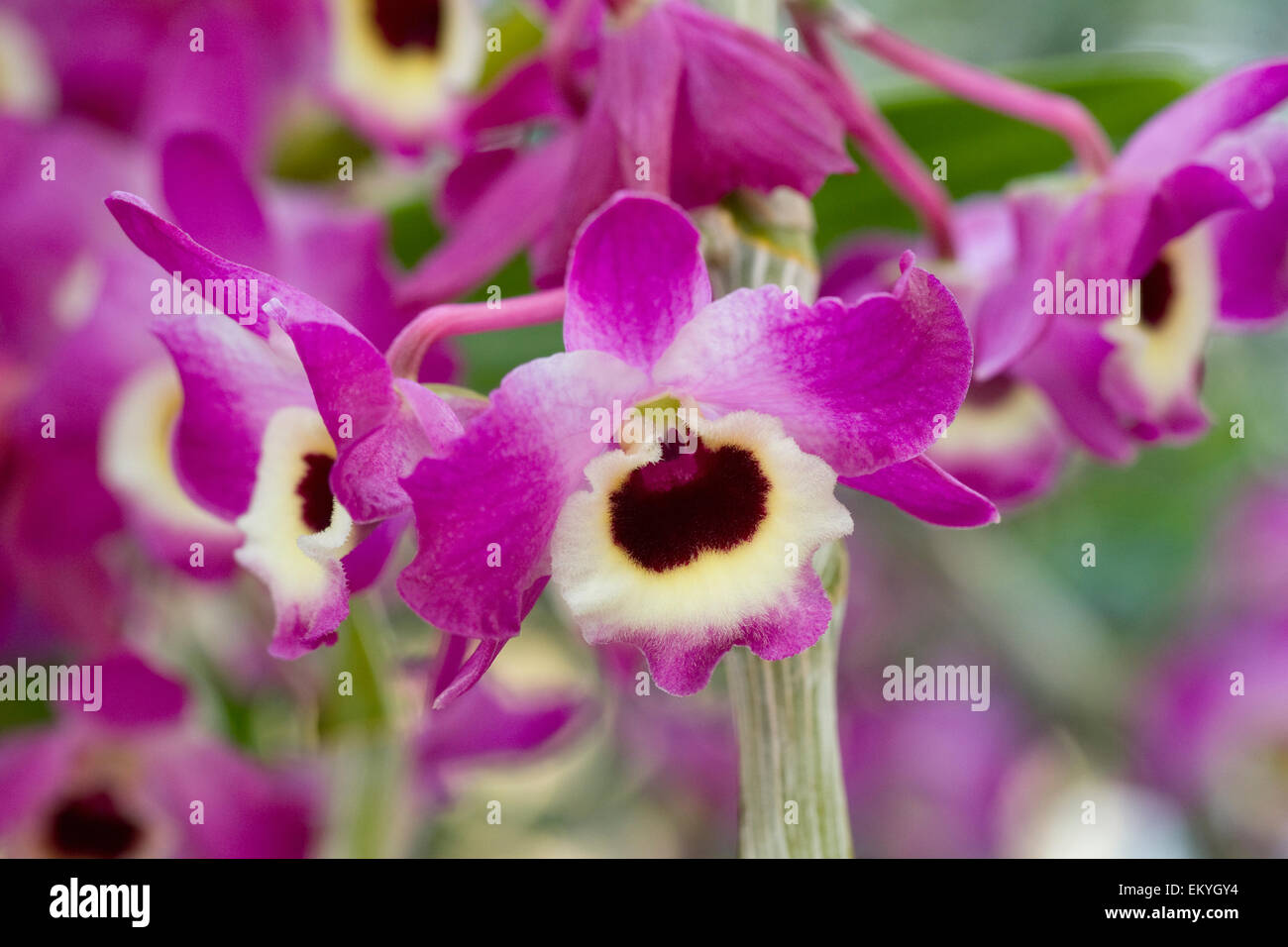 Dendrobium nobile hybride. Banque D'Images