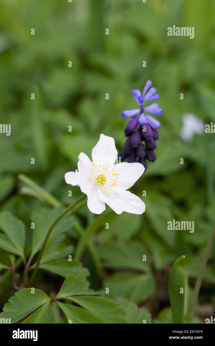 La némome blanche et la muscari fleurissent dans les bois. Banque D'Images