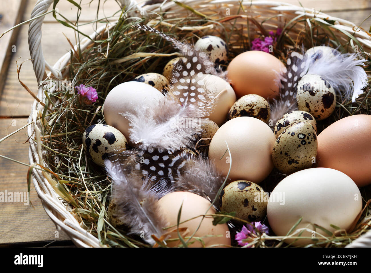 Des œufs frais et de plumes, de Pâques Banque D'Images