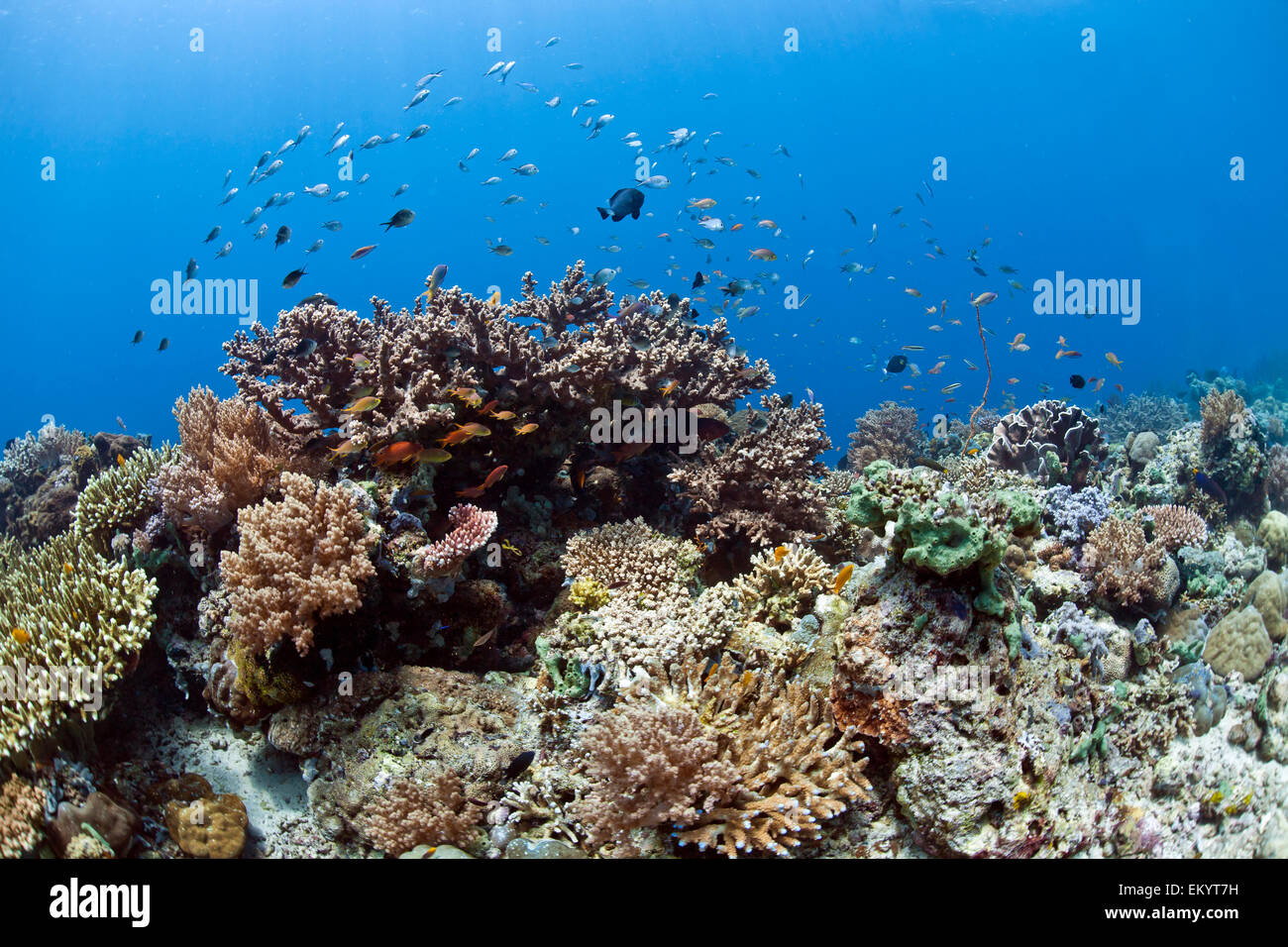 Les récifs coralliens tropicaux avec vue mer goldies (Pseudanthias squamipinnis) et chromis Chromis (demoiselle) en face de Menjangan, Bali Banque D'Images