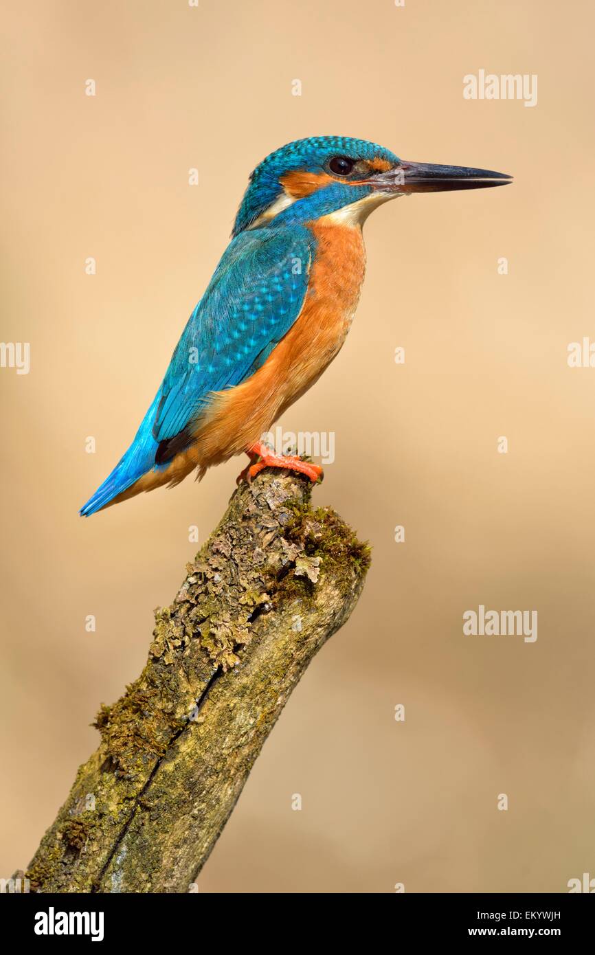 Kingfisher (Alcedo atthis), homme, adulte, à l'affût, Illertal, en Haute Souabe, Bade-Wurtemberg, Allemagne Banque D'Images