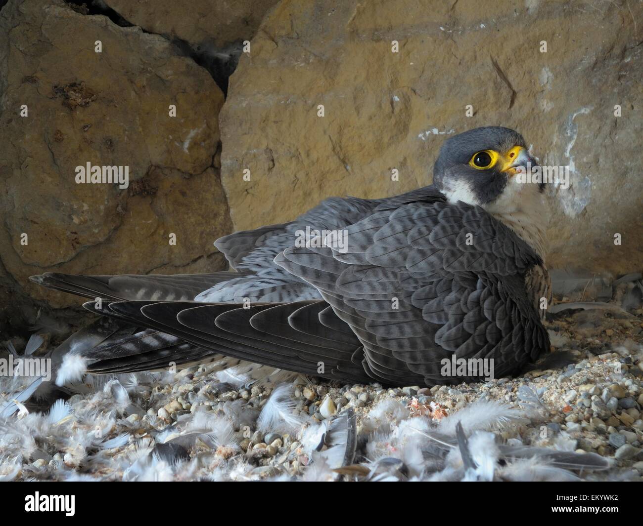 Le faucon pèlerin (Falco peregrinus), femelle adulte, son réchauffement progéniture nouvellement éclos, Église de Ville Esslingen Banque D'Images