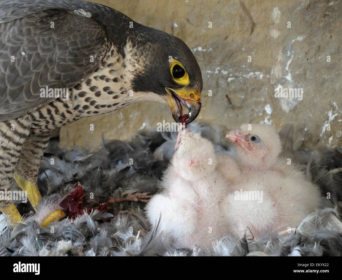 Le faucon pèlerin (Falco peregrinus), femelle adulte nourrissant ses oisillons, Église de Ville Esslingen, Bade-Wurtemberg, Allemagne Banque D'Images