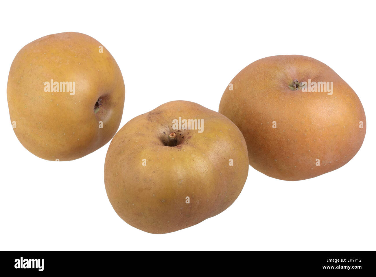 Variété de pomme Reinette du Canada grise Banque D'Images