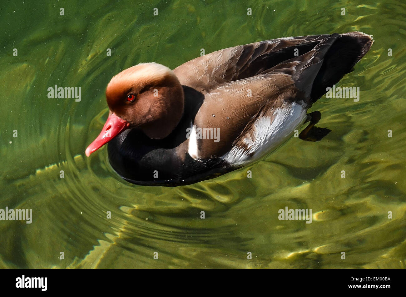 Un canard avec un projet de loi sur la rouge du lac Tegernsee Banque D'Images