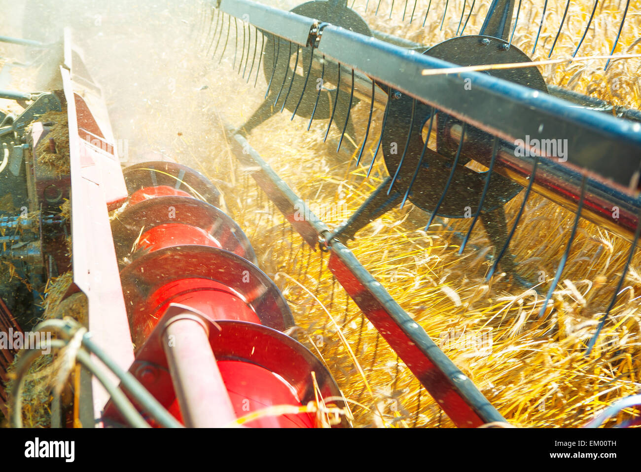 Très près la moissonneuse-batteuse de la récolte du blé Banque D'Images