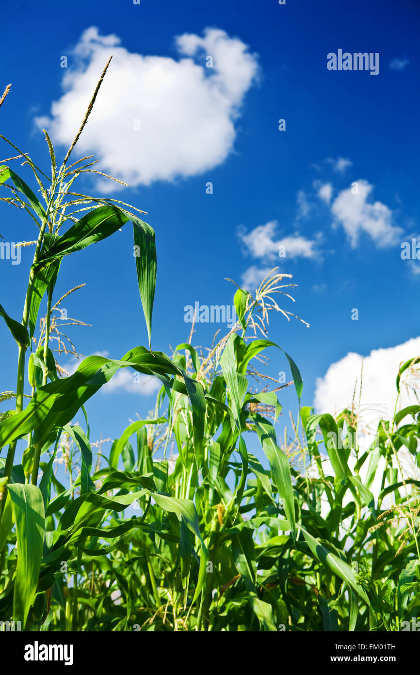 Les plantes de maïs et du ciel Banque D'Images