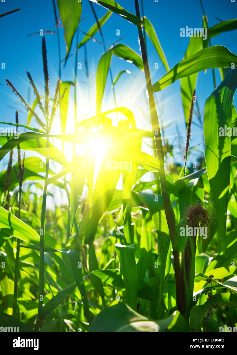 Haut de plants de maïs, avec sun Banque D'Images