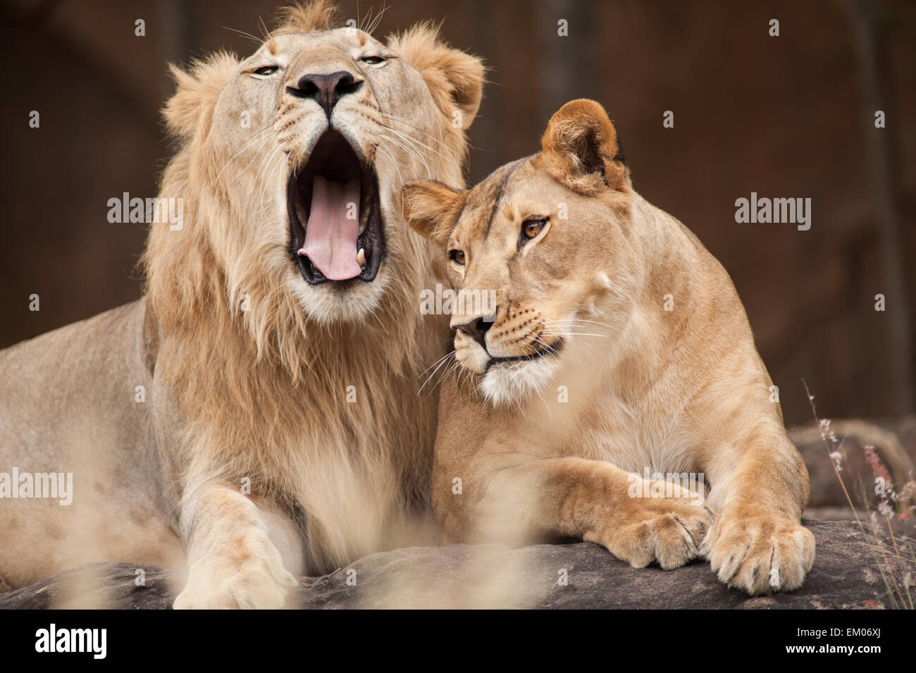 Les lions mâles et femelles Banque D'Images