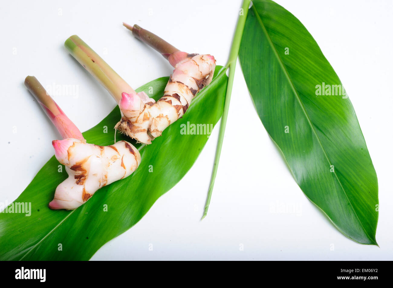 Galanga (Alpinia galanga) SW. Banque D'Images