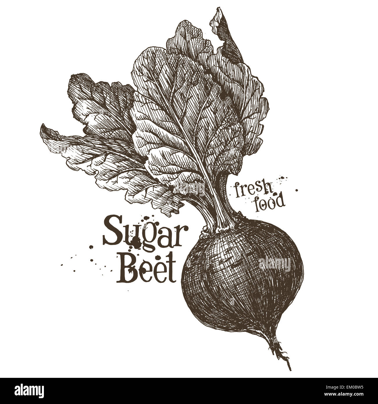 Modèle de conception de logo vector betterave. Légumes frais, de l'alimentation ou l'icône de la récolte. Banque D'Images