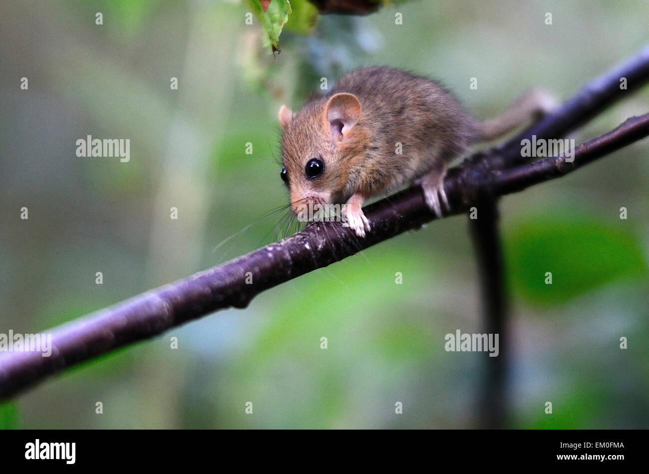 Loir Bebe Sur Une Branche Uk Photo Stock Alamy