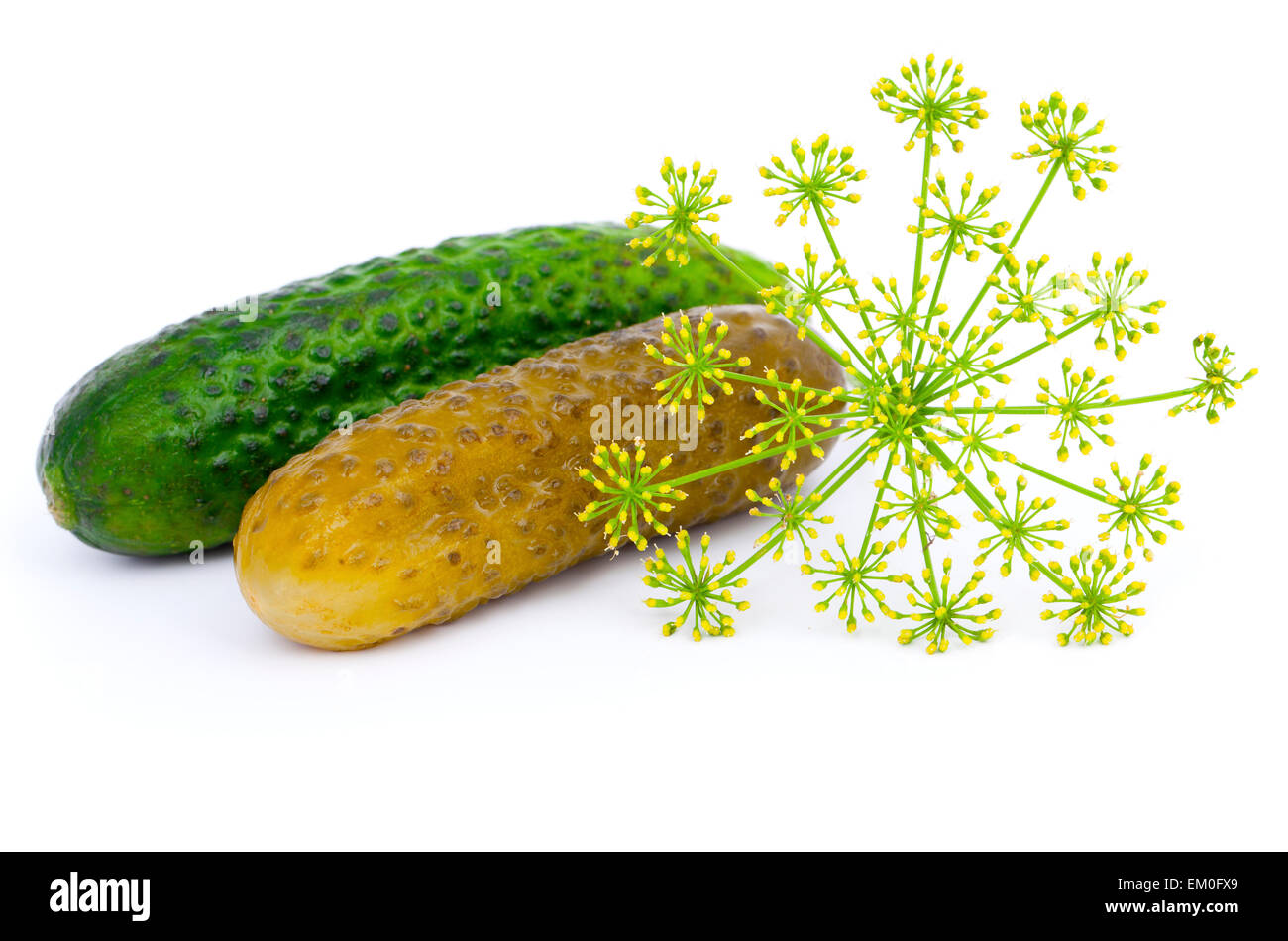 Concombre mariné et vert avec l'aneth, isolated on white Banque D'Images