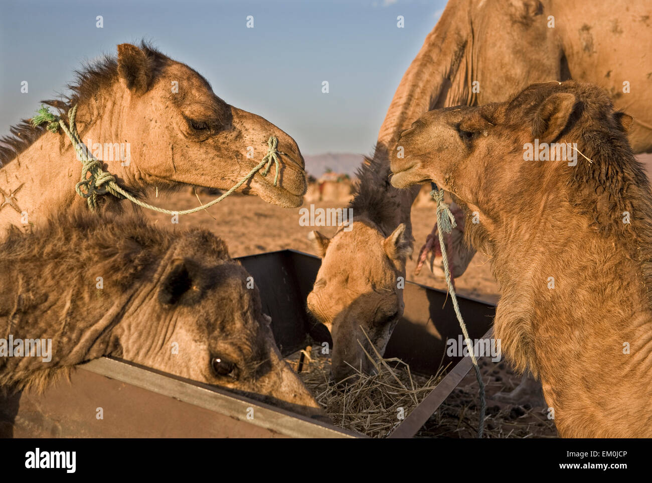 Quatre chameaux en mangeant dans le camp, Zagora, Maroc Banque D'Images
