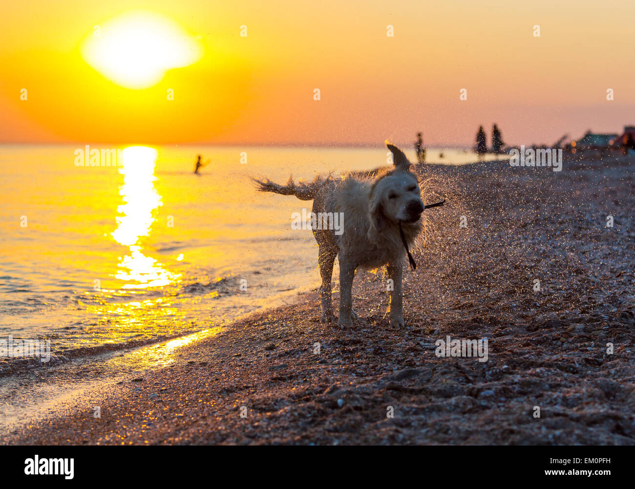 Retriver Banque D'Images