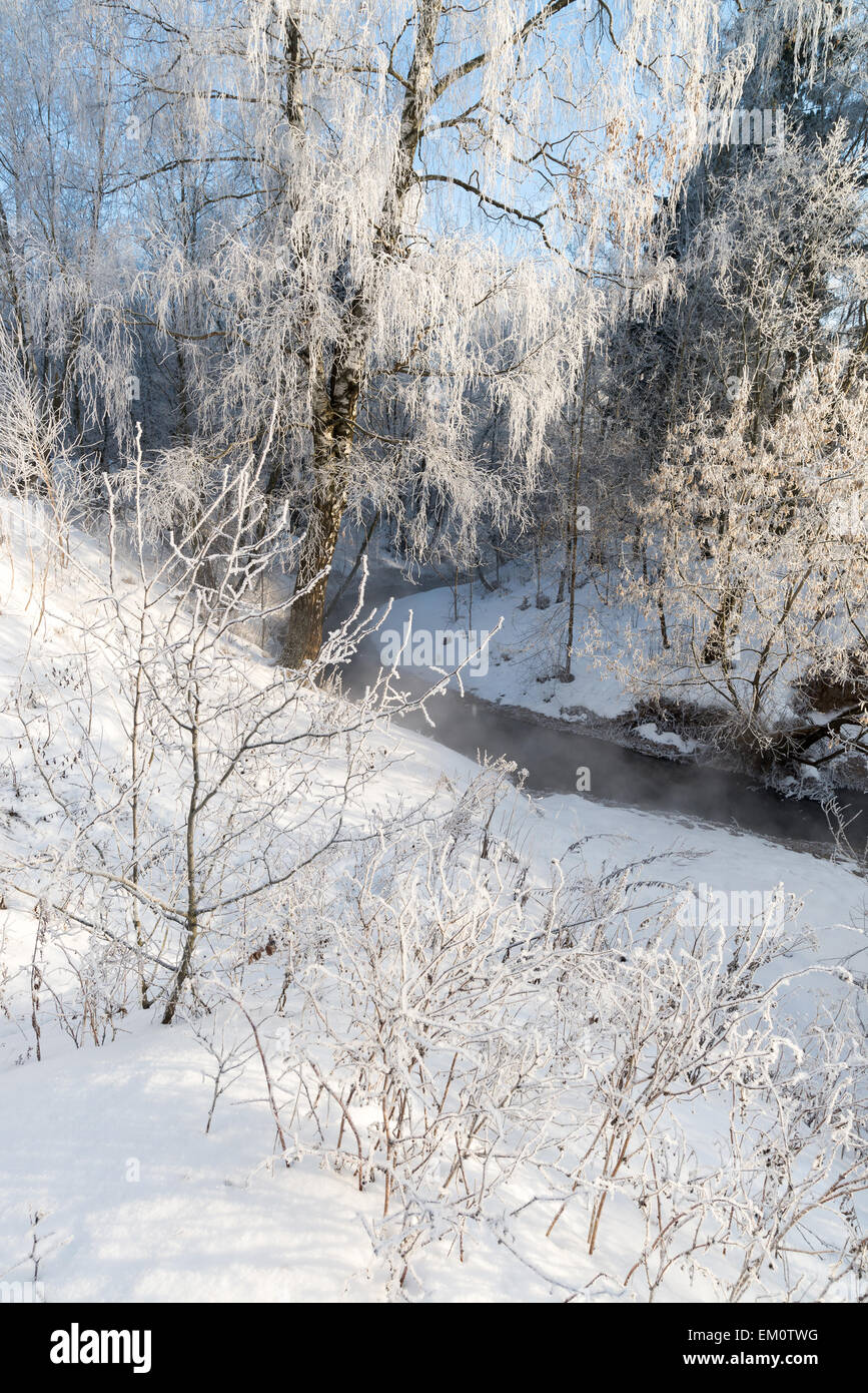 Belle forêt d'hiver sur une journée ensoleillée Banque D'Images