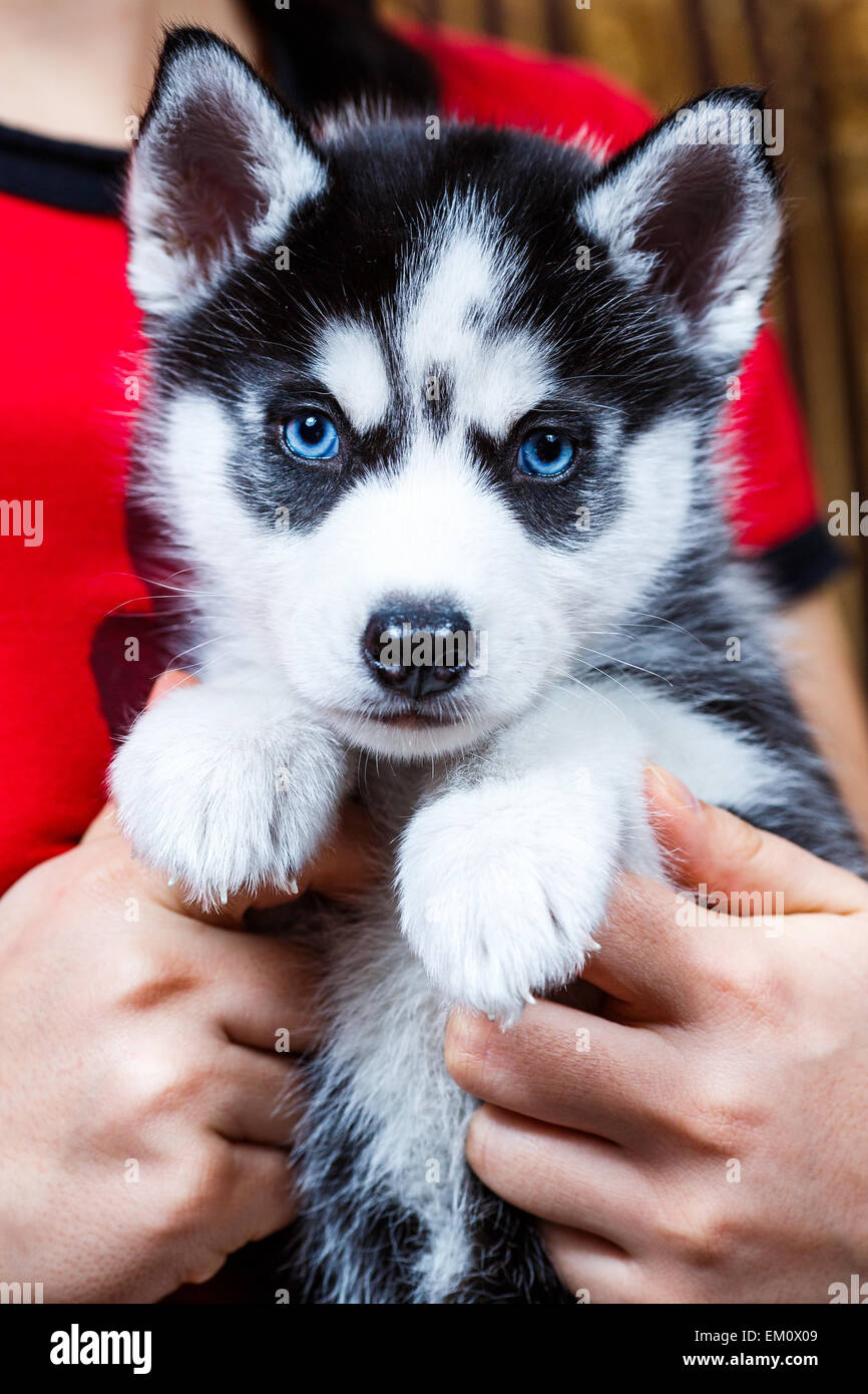 Bebe chien husky yeux bleu Banque de photographies et d’images à haute résolution Page 2 Alamy