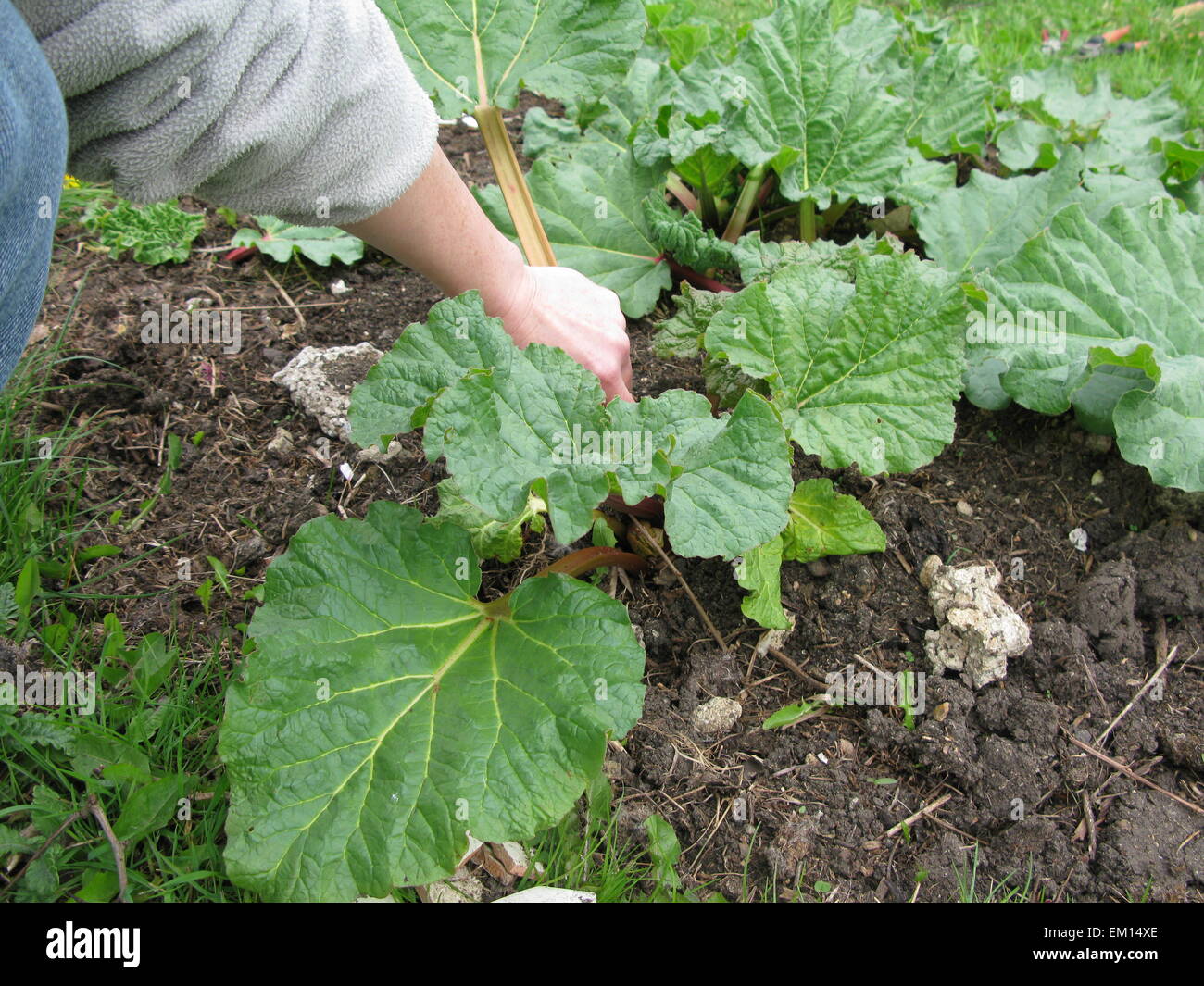 Les jeunes de la récolte de la rhubarbe Banque D'Images