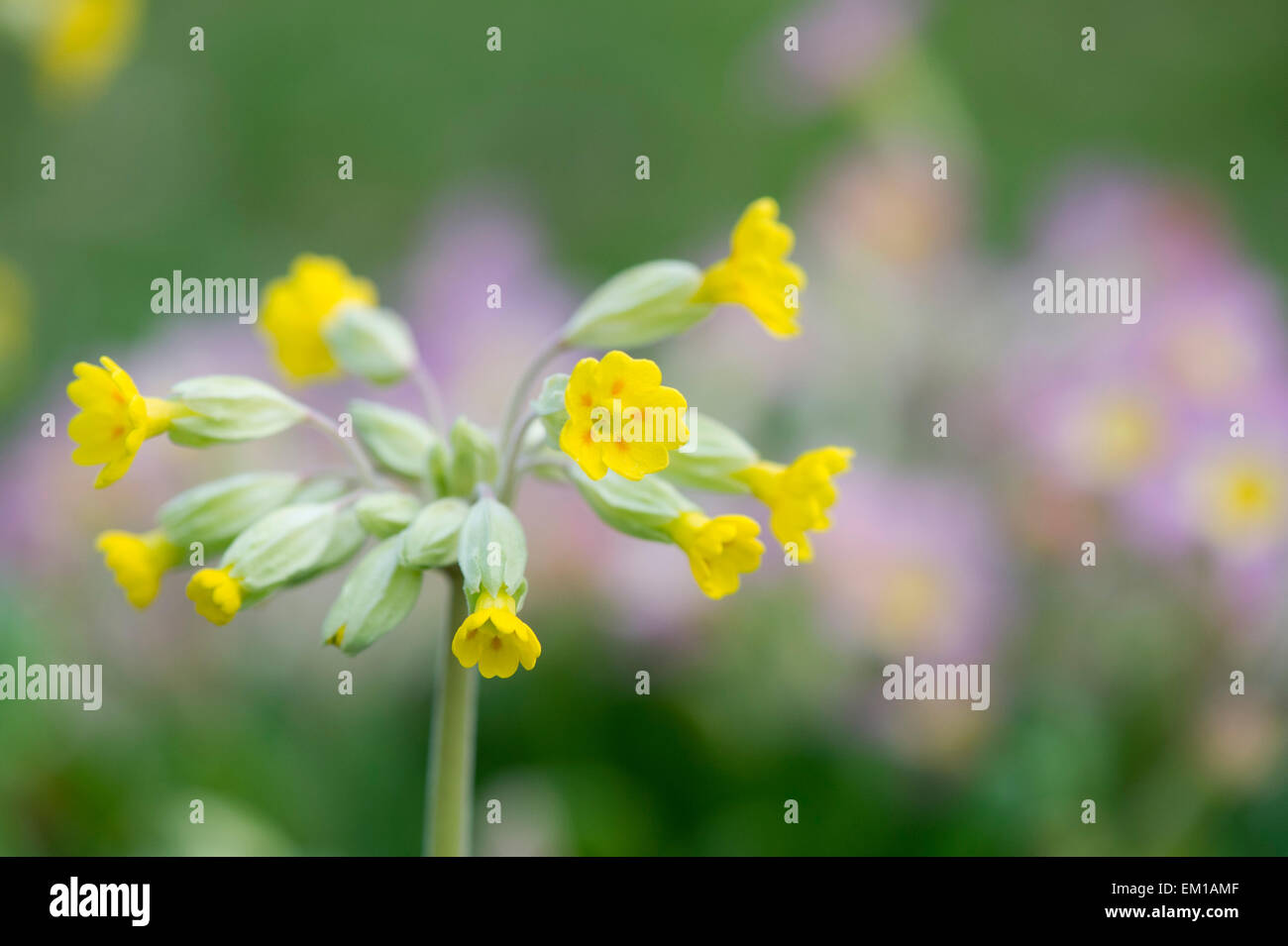 Primula veris. Coucou bleu des fleurs au printemps. UK Banque D'Images