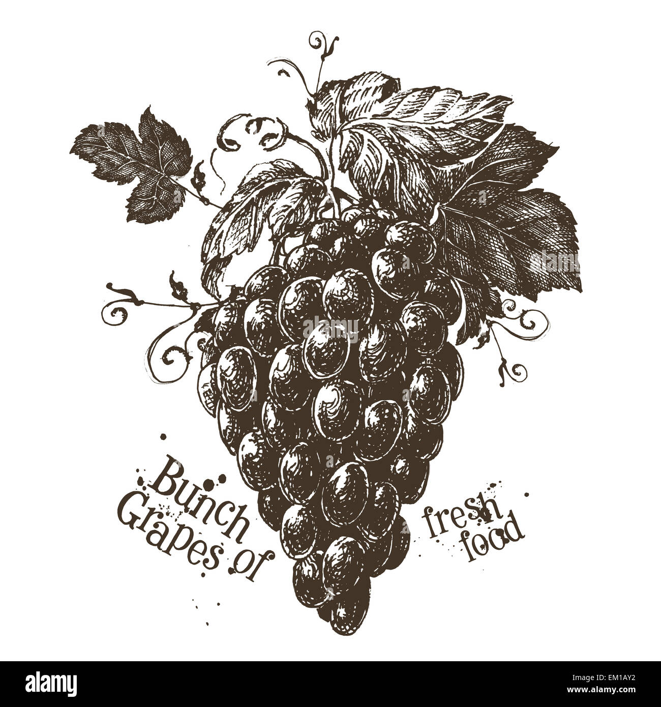 Grappe de raisins logo vector modèle. fresh vine grapevine ou icône. Banque D'Images