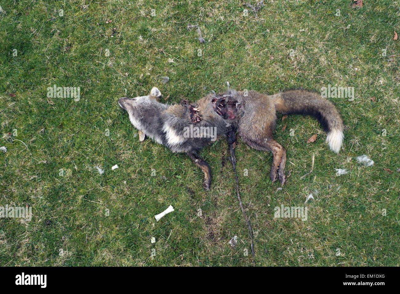 Dead Fox, en partie sur la proie, Dartmoor, Devon, UK Banque D'Images