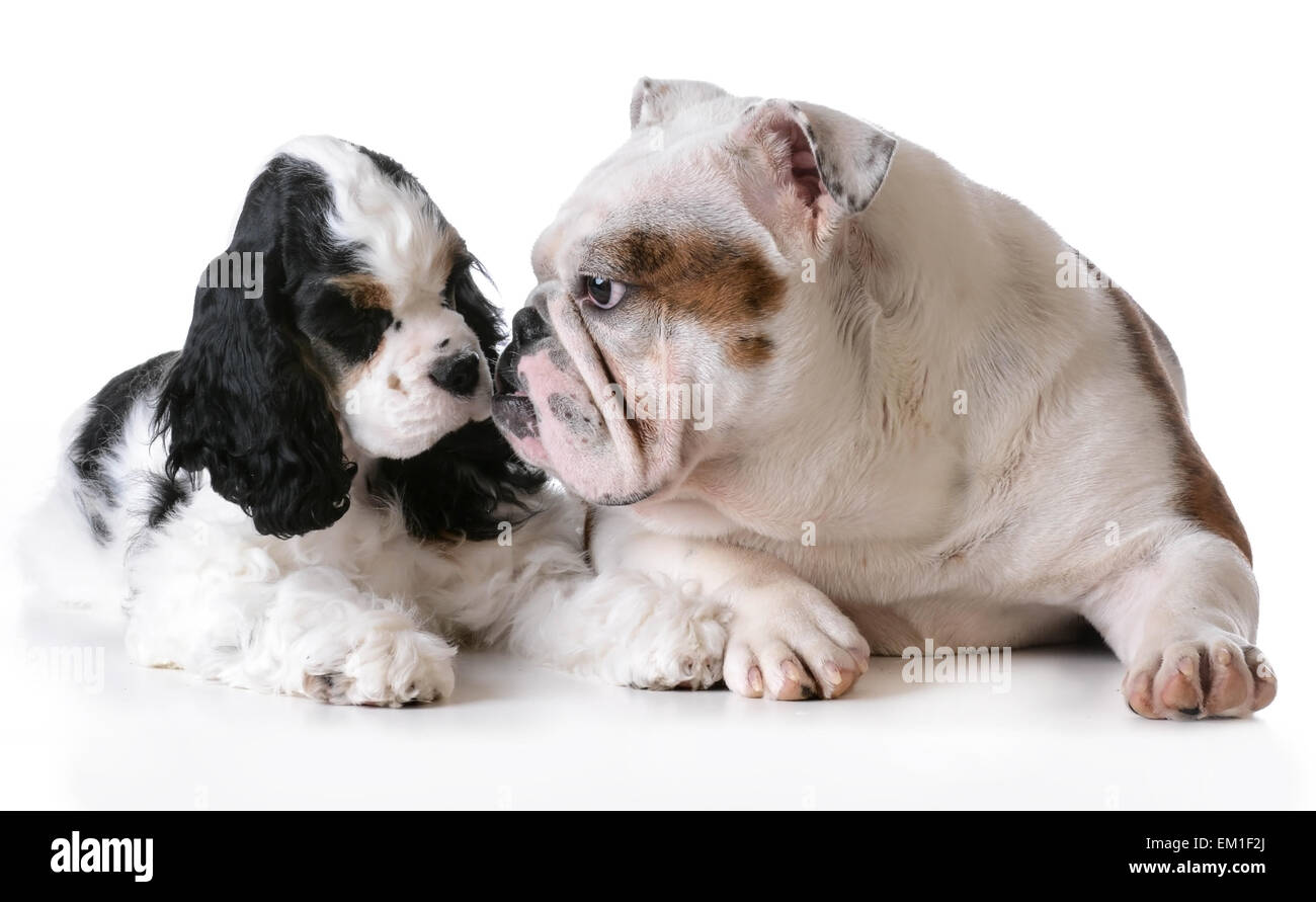 - Deux chiots cocker américain Chiots bulldog Anglais et sur fond blanc Banque D'Images