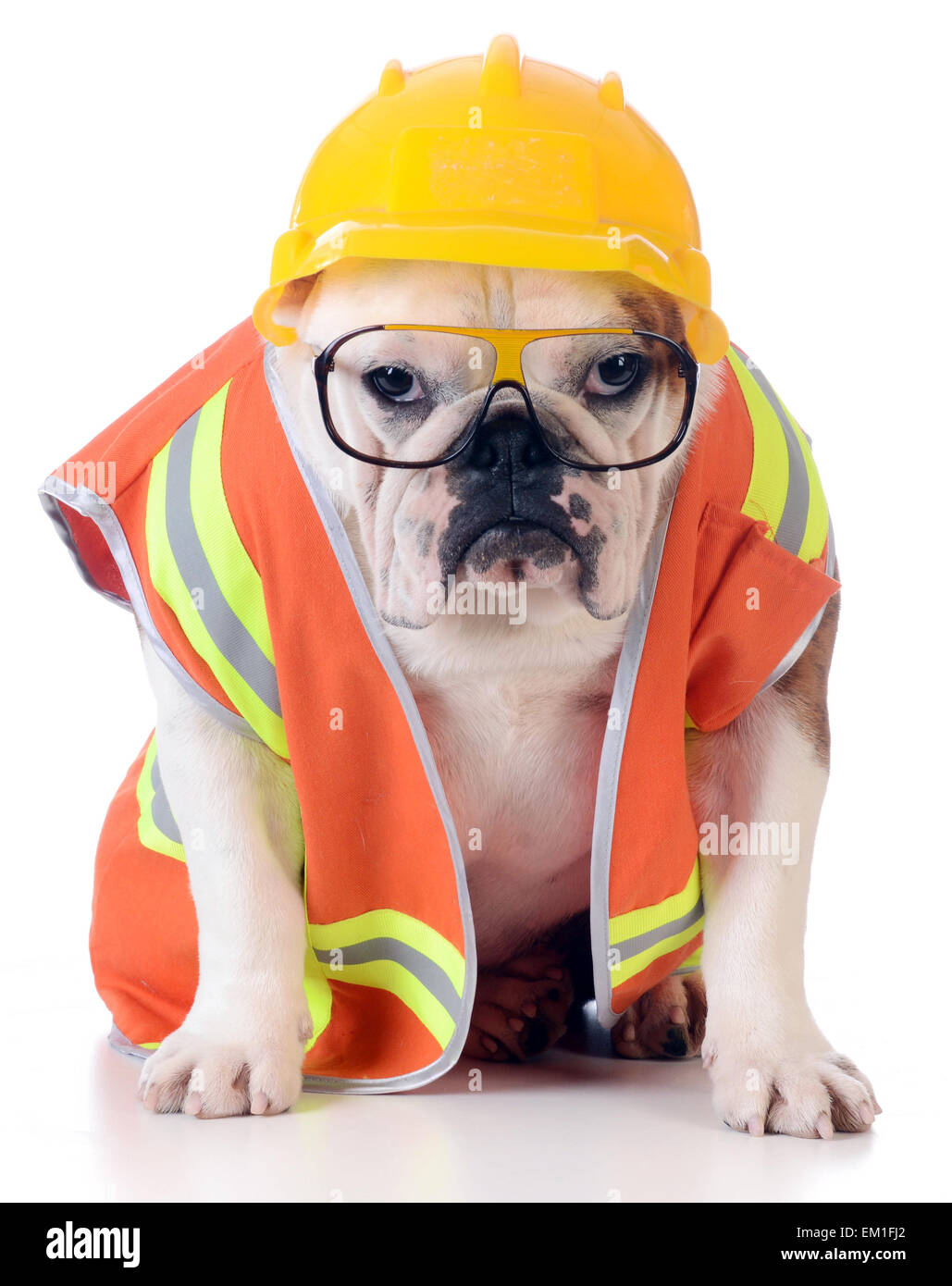 Chien de travail - bulldog habillés comme travailleur de la construction sur fond blanc Banque D'Images