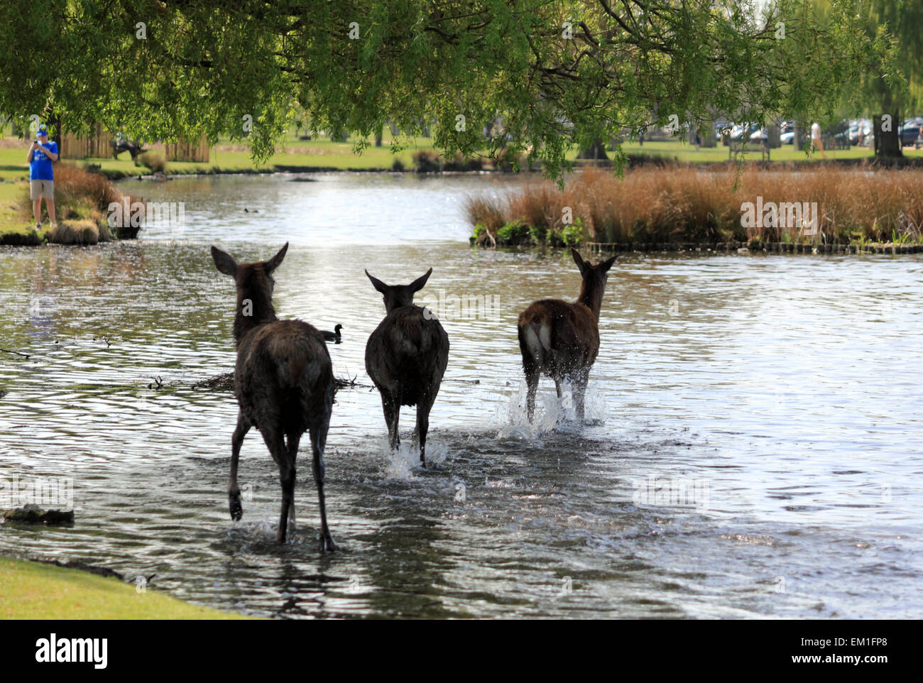 Bushy Park, SW London, England, UK. 15 avril 2015. Sur la journée la plus chaude de l'année jusqu'à présent, la température atteignait 25 degrés dans le sud ouest de Londres aujourd'hui. Le red deer refroidi avec un plongeon dans l'étang du héron Bushy Park. Credit : Julia Gavin UK/Alamy Live News Banque D'Images