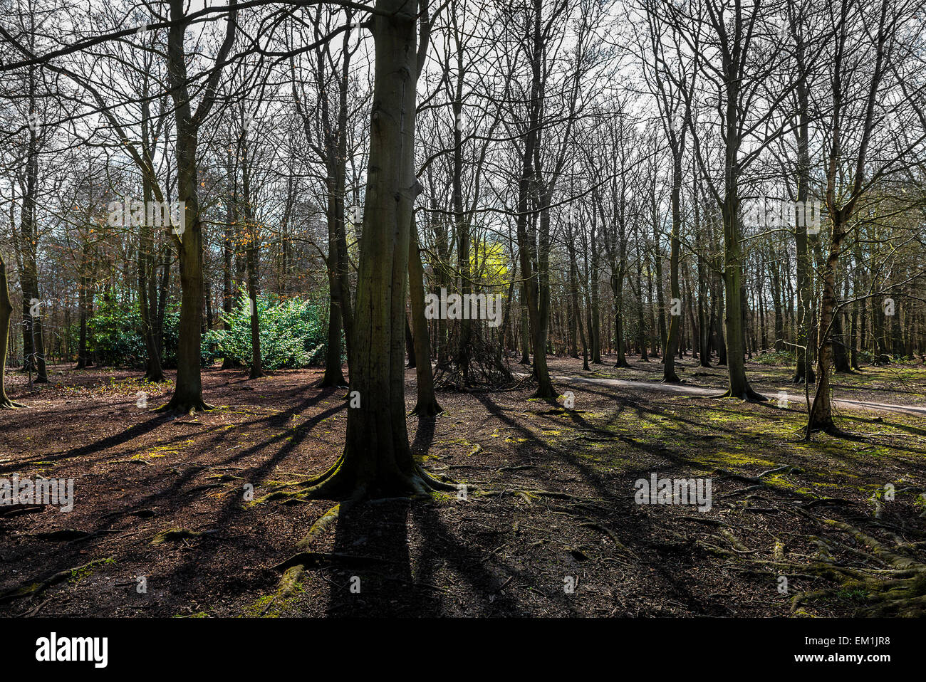 Forestiers Thorndon Park dans l'Essex. Banque D'Images