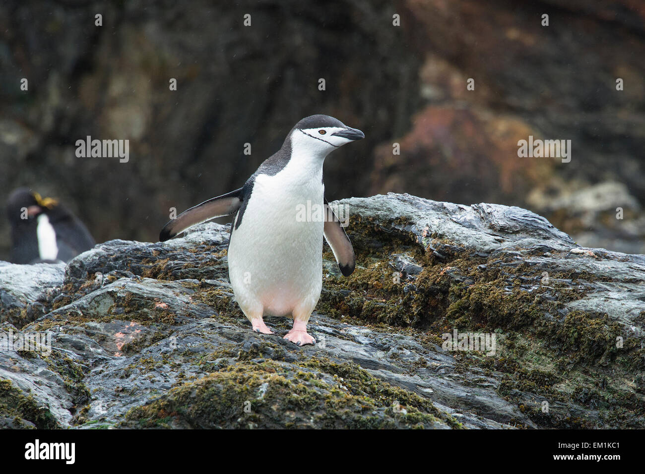Jugulaire Penguin Cooper Bay Géorgie du Sud Banque D'Images