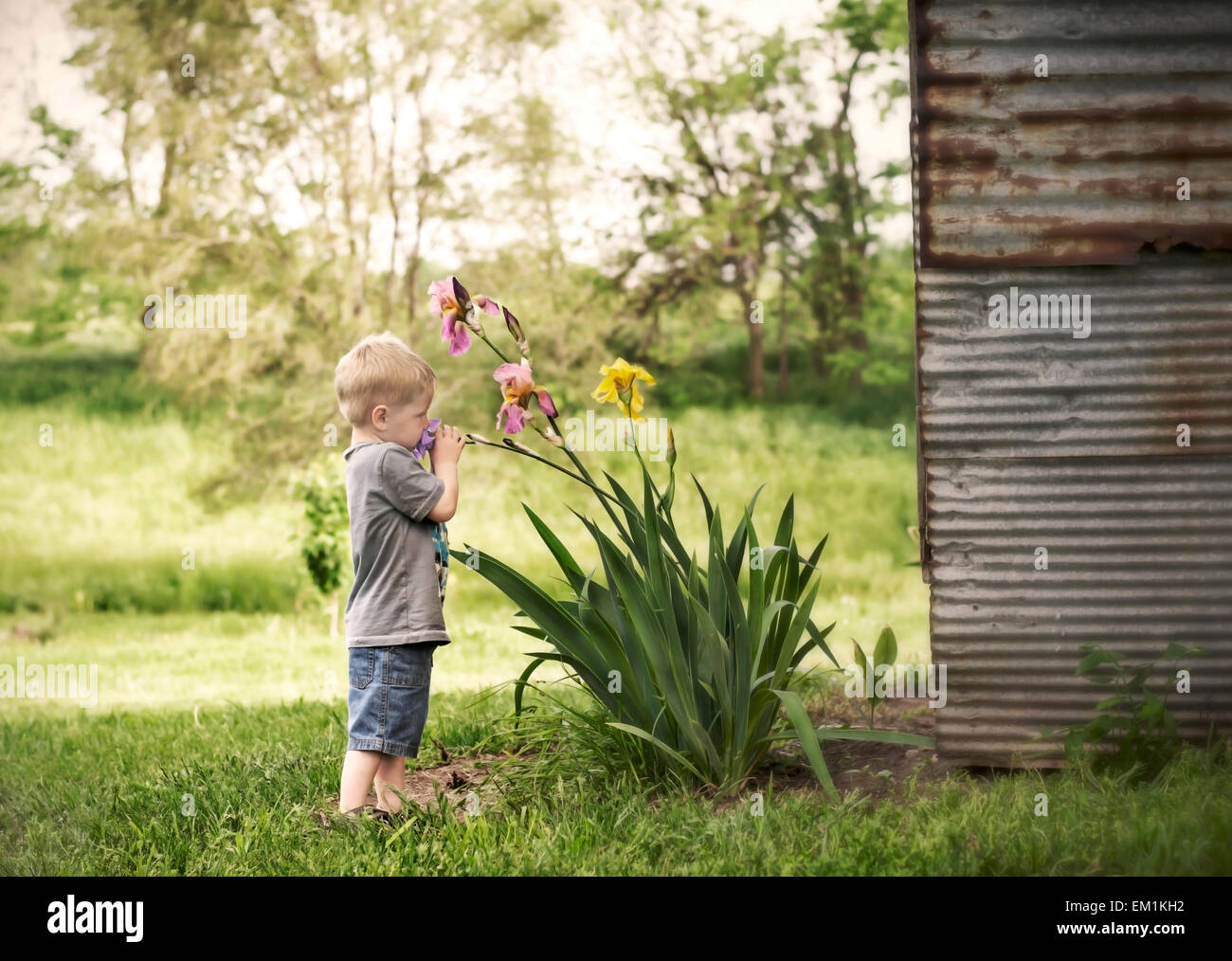 L'odeur de l'enfant iris fleurs par barn Banque D'Images