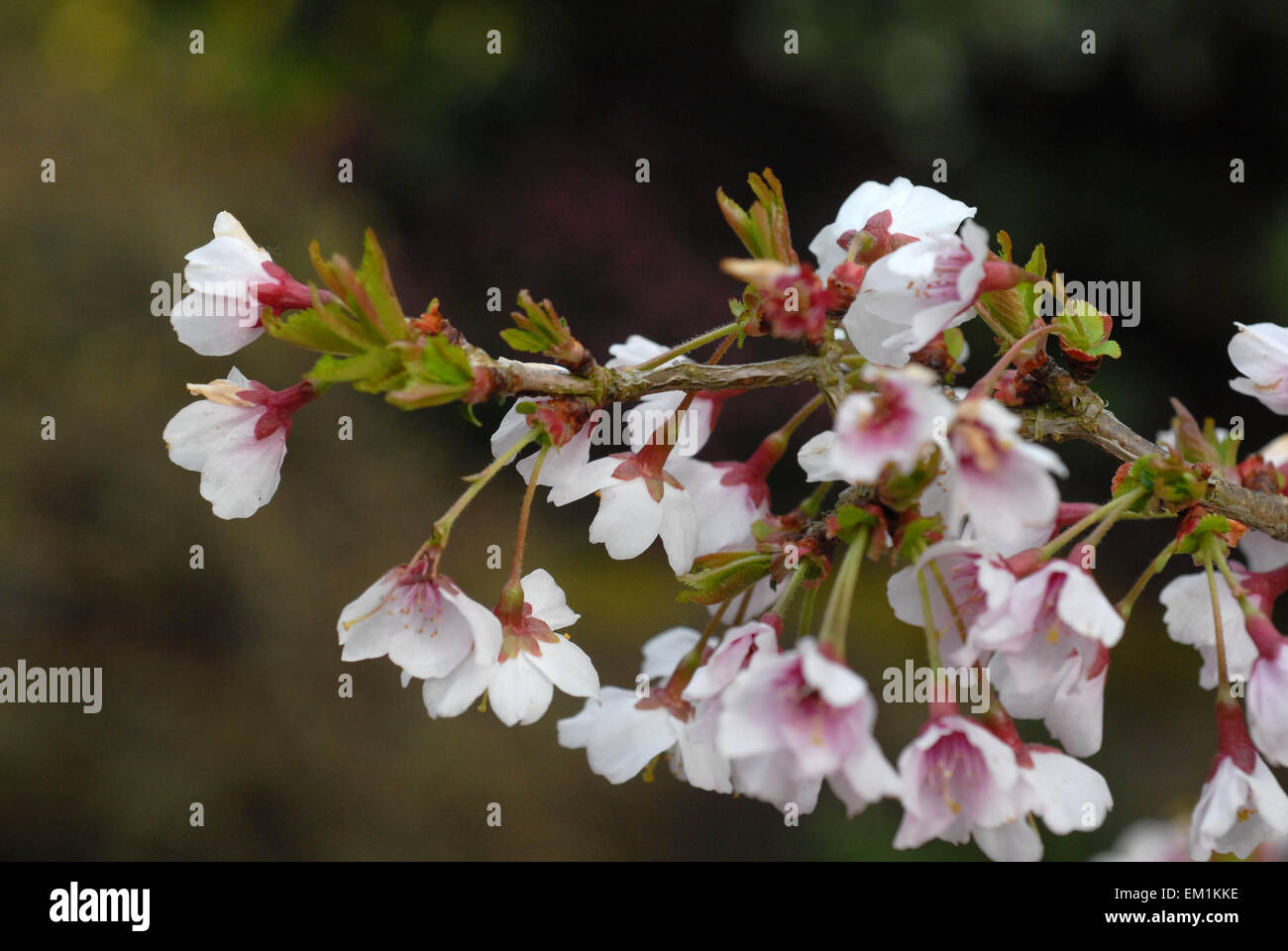 Prunus incisa Kojo-no-mai Banque D'Images