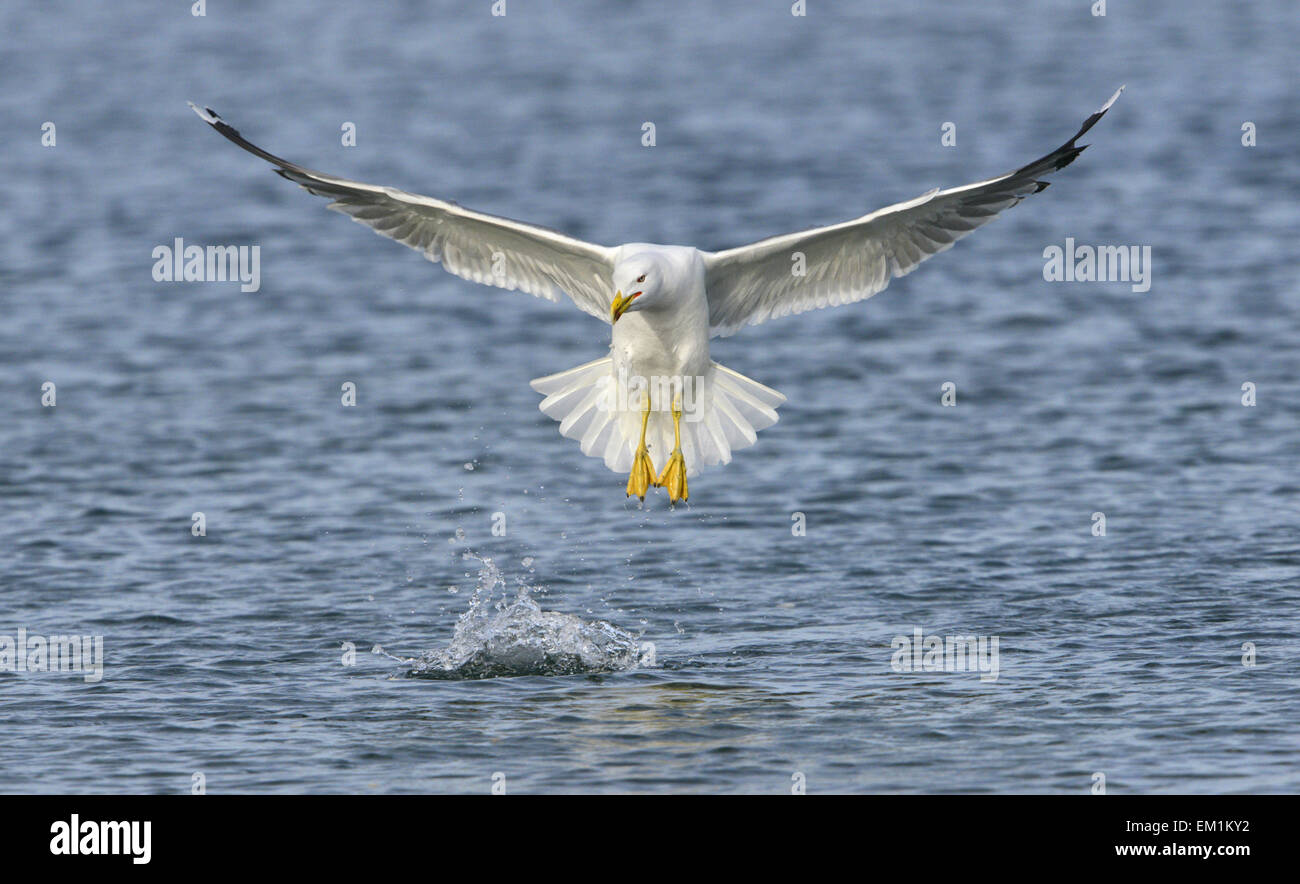 Yellow-legged Gull - Larus michahellis - été adulte. Banque D'Images