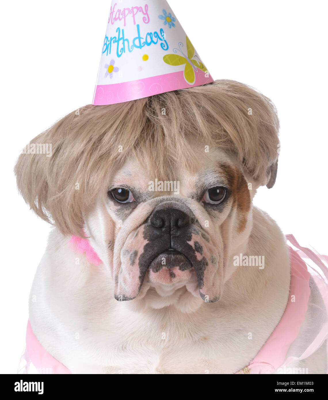 Anniversaire Chien Bulldog Femelle Wearing Birthday Hat Sur Fond Blanc Photo Stock Alamy Anniversaire Chien Bulldog Femelle Wearing Birthday Hat Sur Fond Blanc Photo Stock Alamy