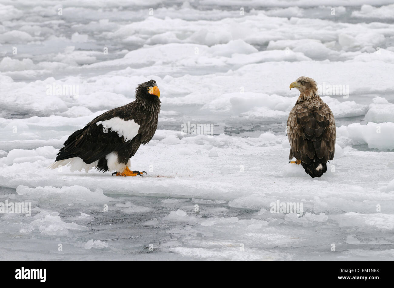 Pygargue à queue blanche et l'Aigle de mer de Steller sur les glaces dérivantes du détroit de Nemuro à quelques miles au nord-est de Rausu sur Hokkaido, Japon. Banque D'Images