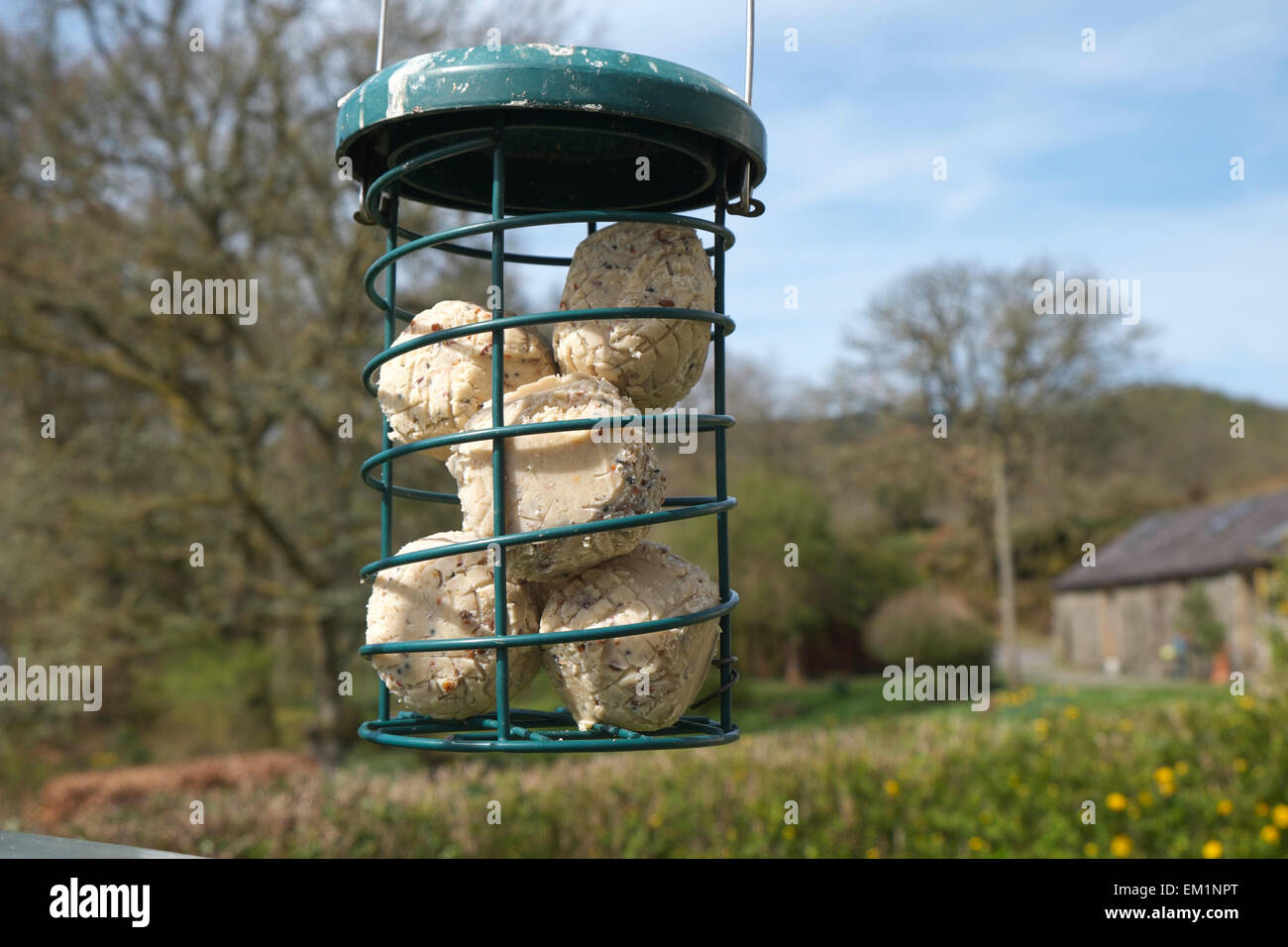 Boules de graisse pour Oiseau dans une mangeoire suspendue dans un jardin au printemps au Pays de Galles UK KATHY DEWITT Banque D'Images