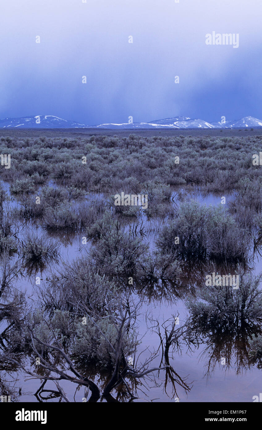 USA, inondé de sauge ; Oregon, High Desert lors d'orage Banque D'Images