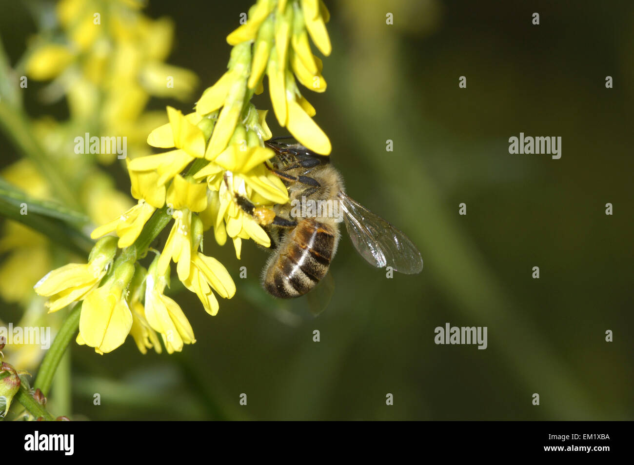 - L'abeille Apis mellifera Banque D'Images