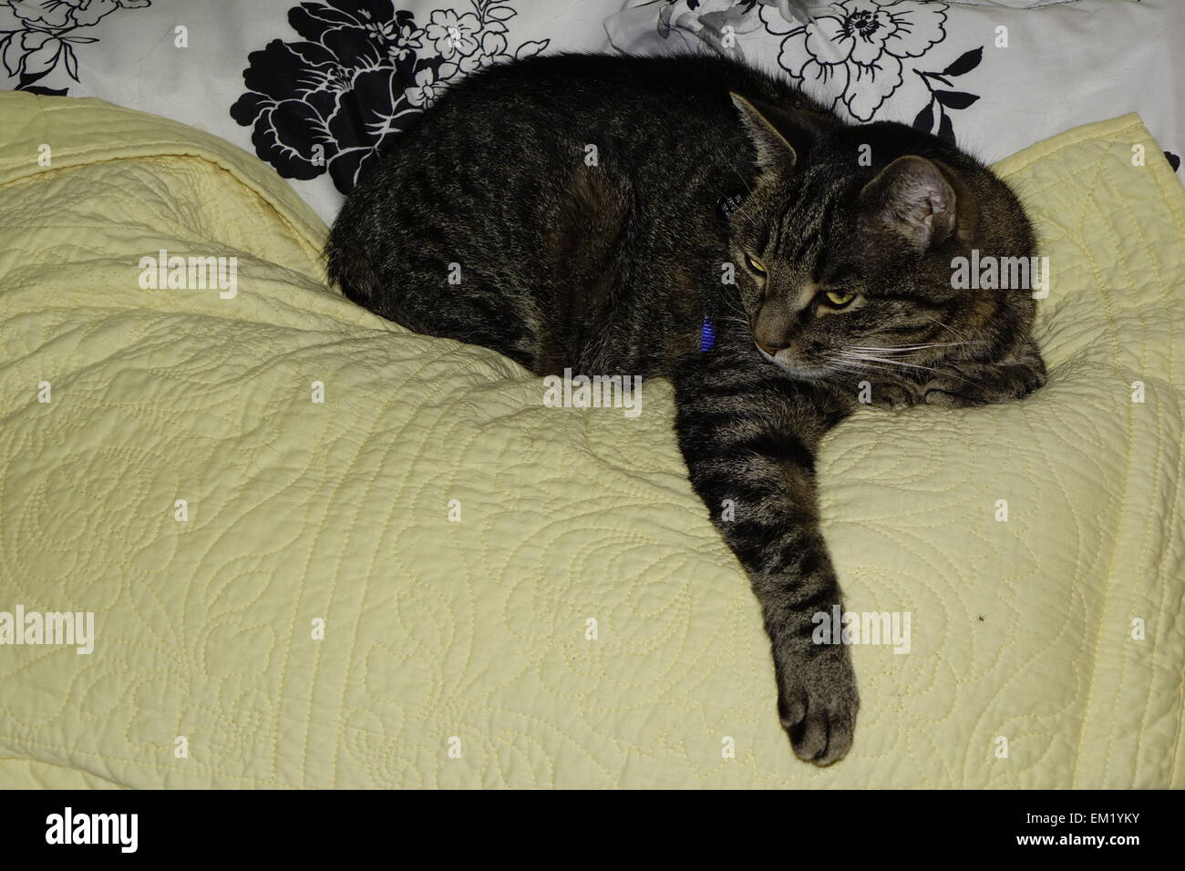 Chat tigré confortablement allongé sur le lit Banque D'Images