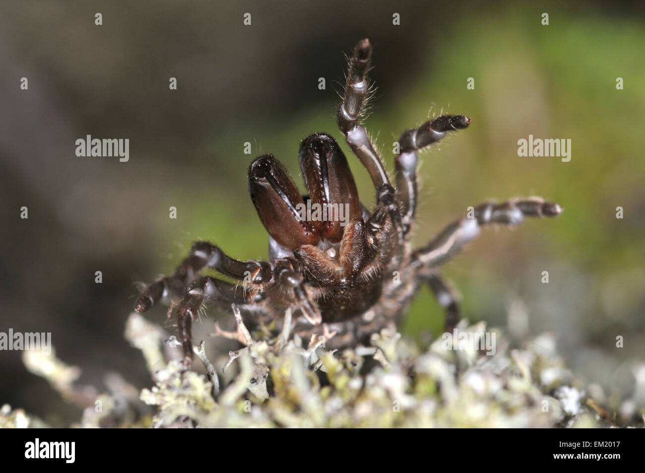 Sac à main Spider Web - Atypus affinis Banque D'Images