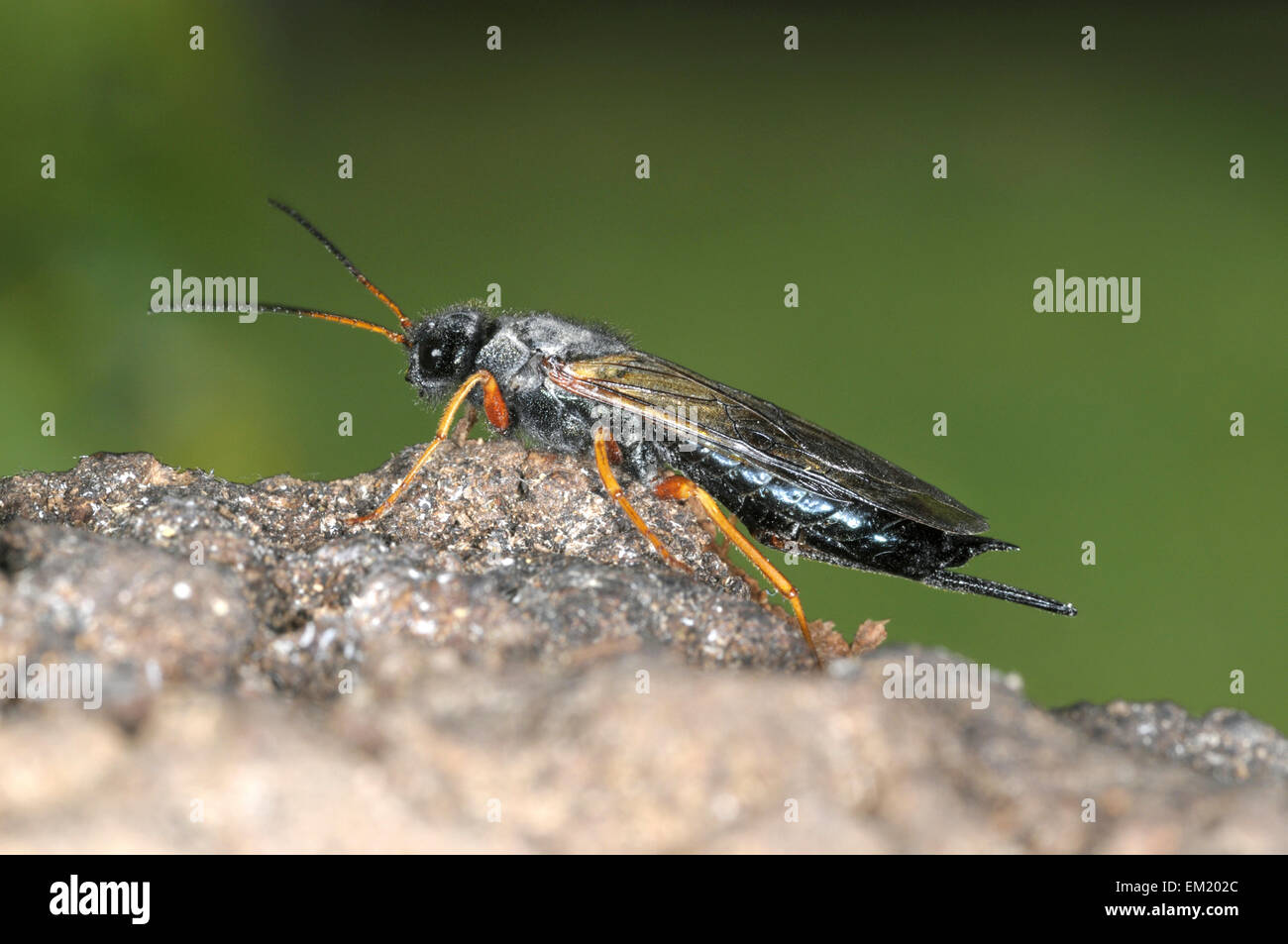 Sirex juvencus - une espèce de guêpe du bois Banque D'Images