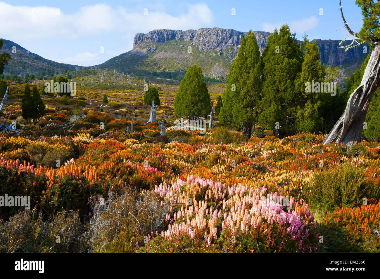 Scoparia et Solomons Trône - murs de Jérusalem National Park - Tasmanie - Australie Banque D'Images