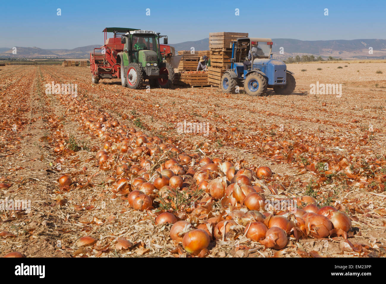 La récolte de l'oignon de rassemblement près de Daimiel ; Toledo Province Espagne Banque D'Images